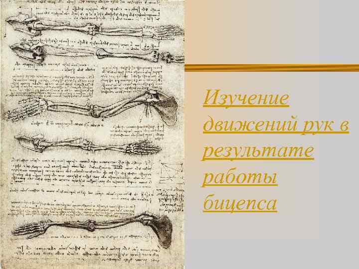 Изучение движений рук в результате работы бицепса 