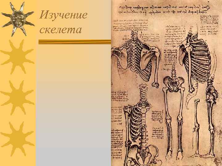 Изучение скелета 