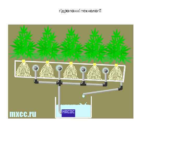 гідропонні технології 