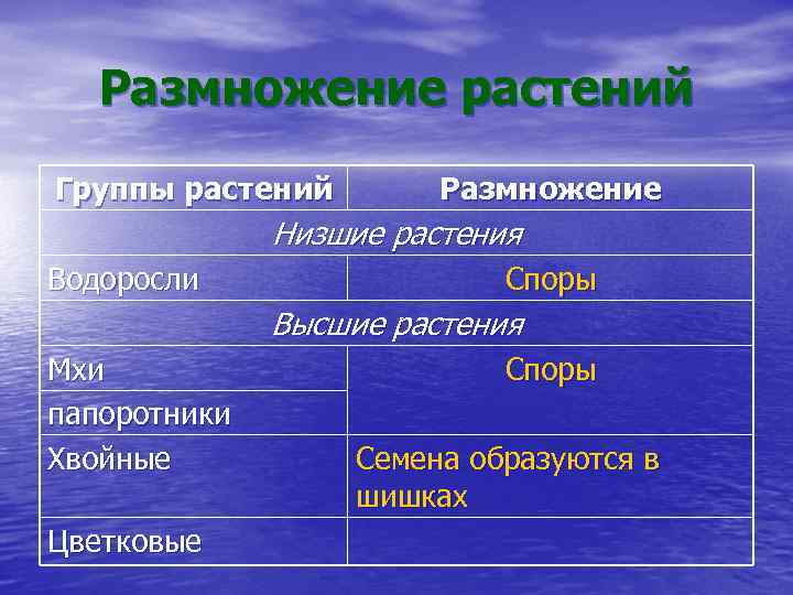 Размножение растений Группы растений Размножение Низшие растения Водоросли Споры Высшие растения Мхи папоротники Хвойные