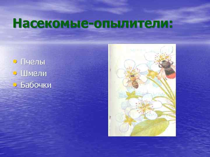 Насекомые-опылители: • Пчелы • Шмели • Бабочки 