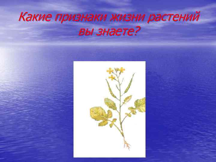 Какие признаки жизни растений вы знаете? 