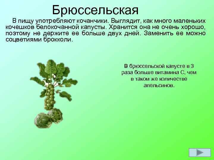 Брюссельская В пищу употребляют кочанчики. Выглядит, как много маленьких кочешков белокочанной капусты. Хранится она