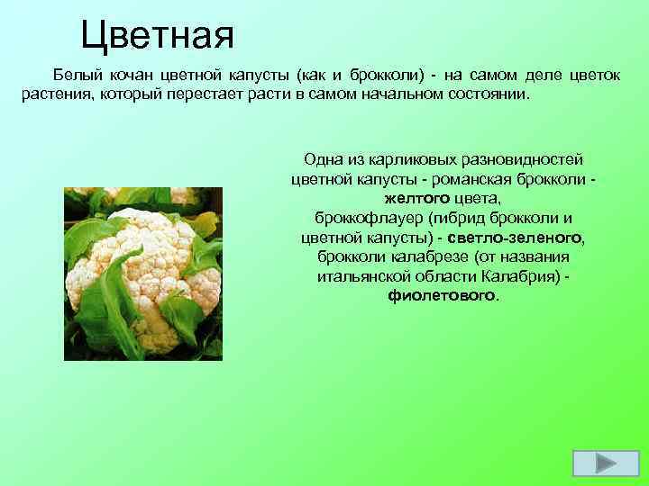 Цветная Белый кочан цветной капусты (как и брокколи) - на самом деле цветок растения,