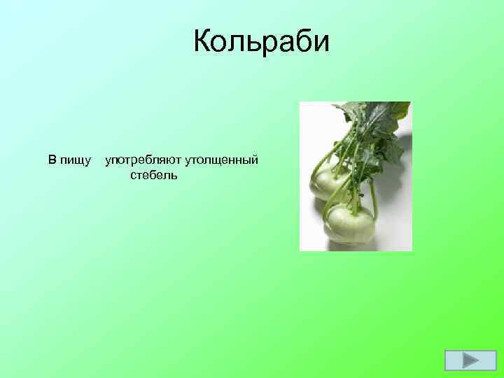Кольраби В пищу употребляют утолщенный стебель 