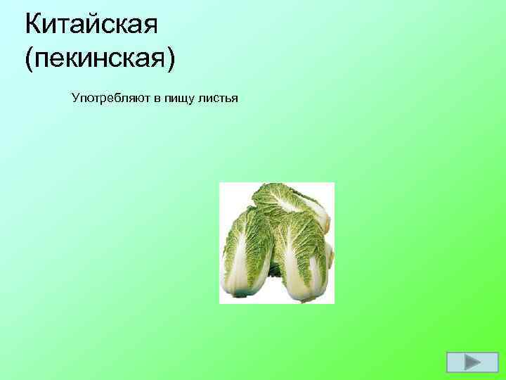 Китайская (пекинская) Употребляют в пищу листья 
