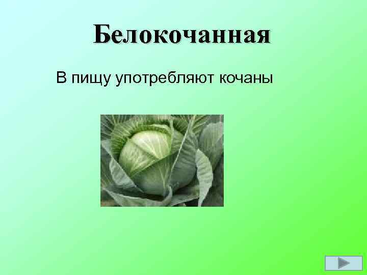 Белокочанная В пищу употребляют кочаны 