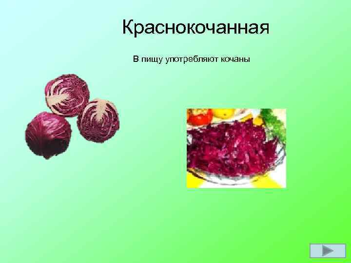 Краснокочанная В пищу употребляют кочаны 