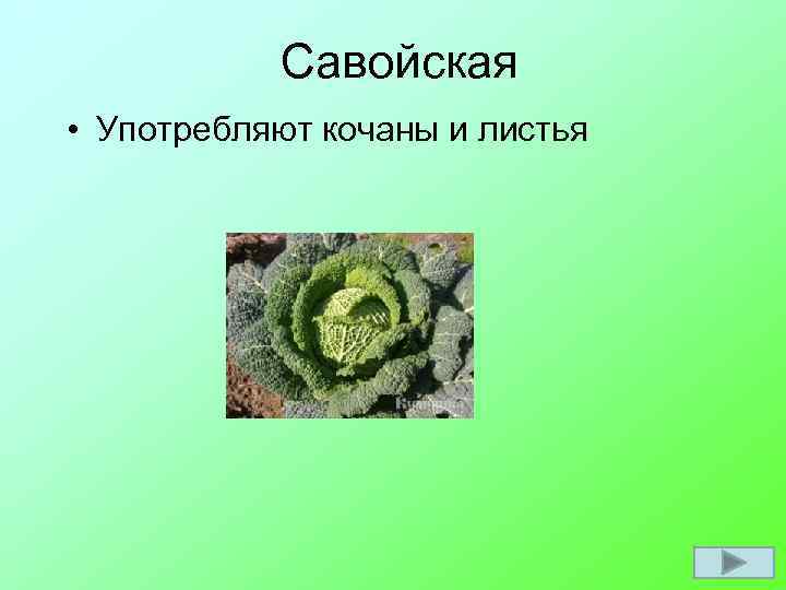 Савойская • Употребляют кочаны и листья 