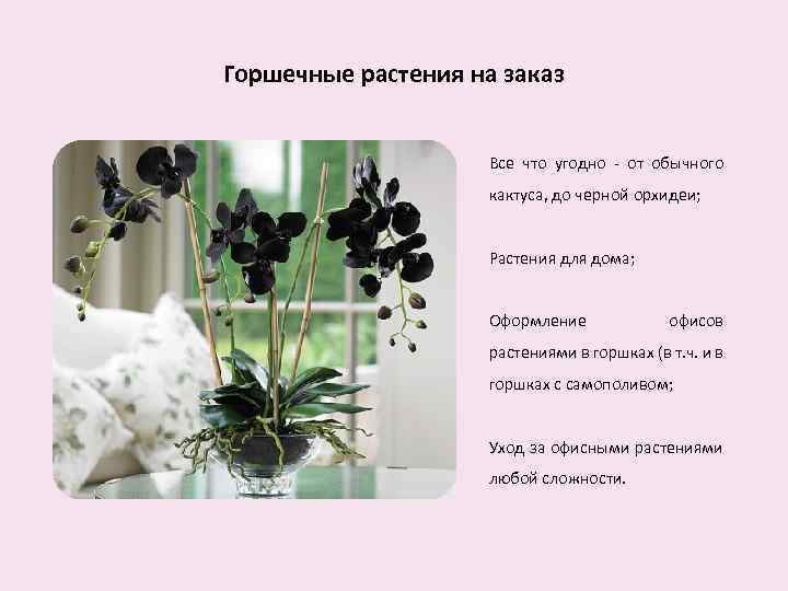 Горшечные растения на заказ Все что угодно - от обычного кактуса, до черной орхидеи;