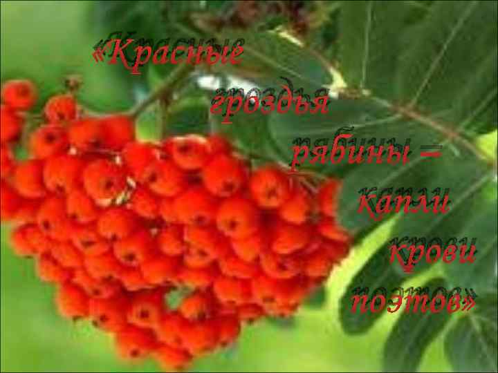  «Красные гроздья рябины – капли крови поэтов» 