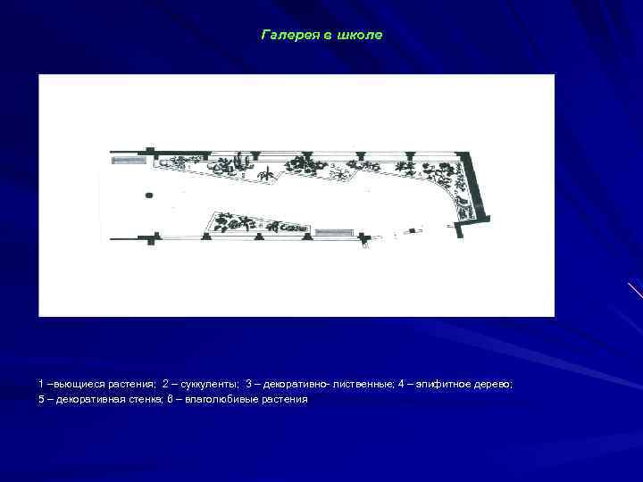 Галерея в школе 1 –вьющиеся растения; 2 – суккуленты; 3 – декоративно- лиственные; 4