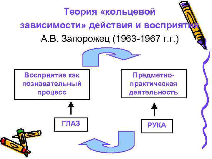 Теория «кольцевой зависимости» действия и восприятия А. В. Запорожец (1963 -1967 г. г. )