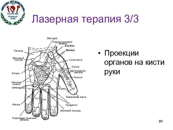 1897 ПСПб. ГМУ Кафедра ФМИ Лазерная терапия 3/3 • Проекции органов на кисти руки