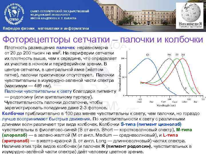Фоторецепторы сетчатки – палочки и колбочки Плотность размещения палочек неравномерна - от 20 до