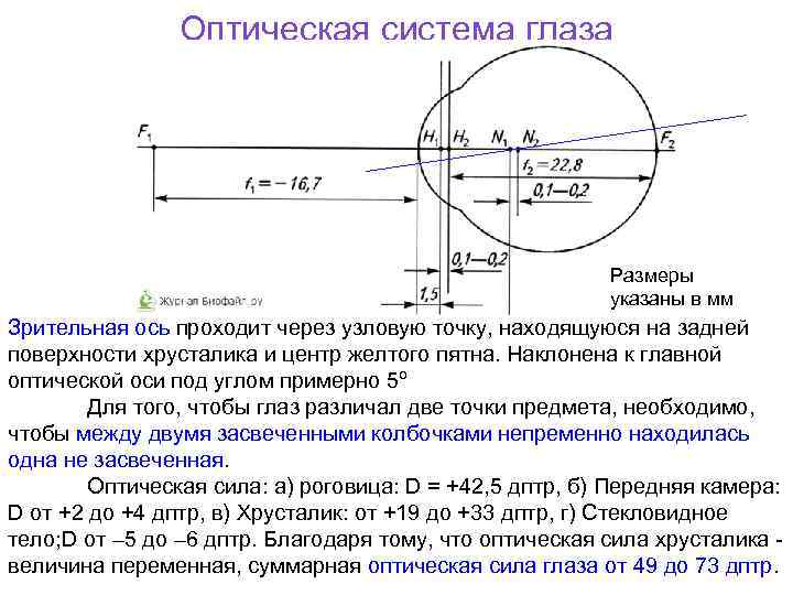 Оптическая система глаза Размеры указаны в мм Зрительная ось проходит через узловую точку, находящуюся