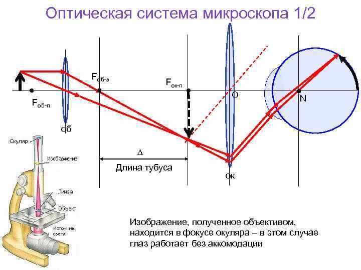 Получение изображения в микроскопе система объектив окуляр