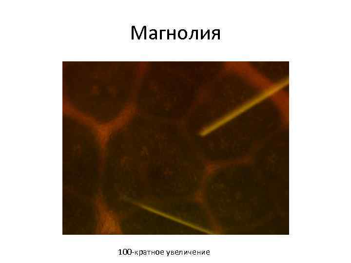 Магнолия 100 -кратное увеличение 