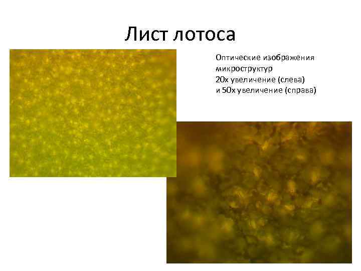 Лист лотоса Оптические изображения микроструктур 20 х увеличение (слева) и 50 х увеличение (справа)