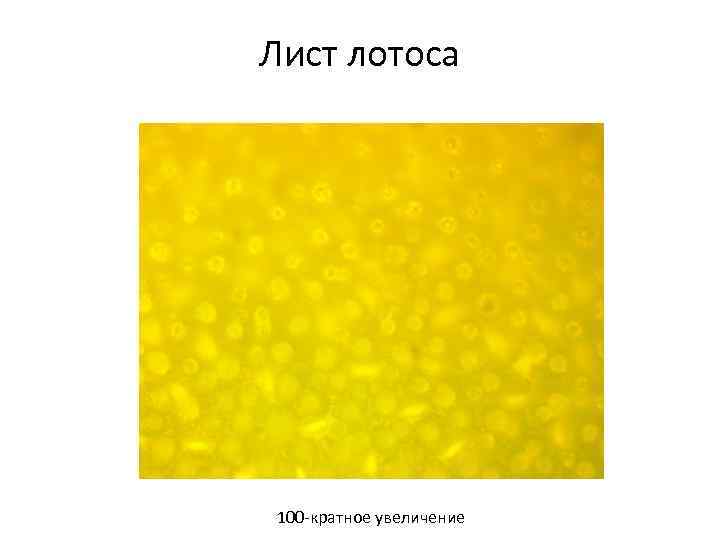 Лист лотоса 100 -кратное увеличение 