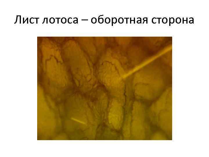 Лист лотоса – оборотная сторона 