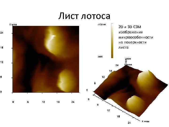 Лист лотоса 2 D и 3 D СЗМ изображения микроособенности на поверхности листа 