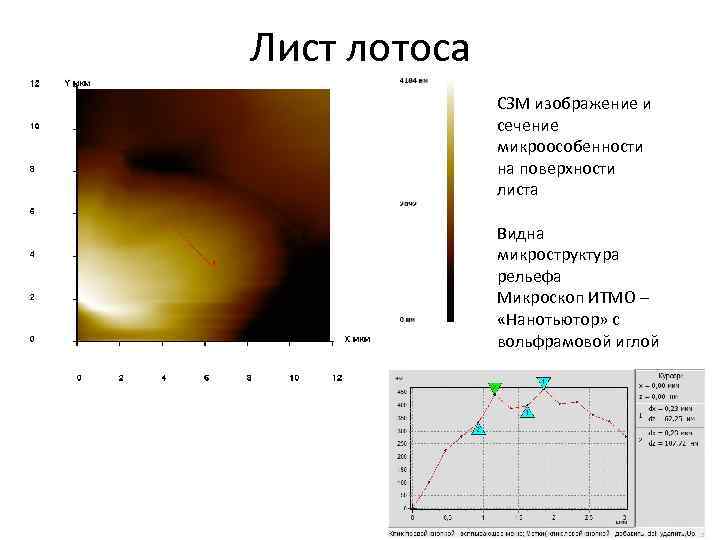 Лист лотоса СЗМ изображение и сечение микроособенности на поверхности листа Видна микроструктура рельефа Микроскоп