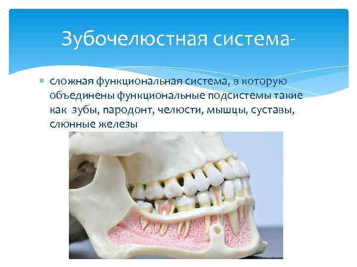 Зубочелюстная система сложная функциональная система, в которую объединены функциональные подсистемы такие как зубы, пародонт,