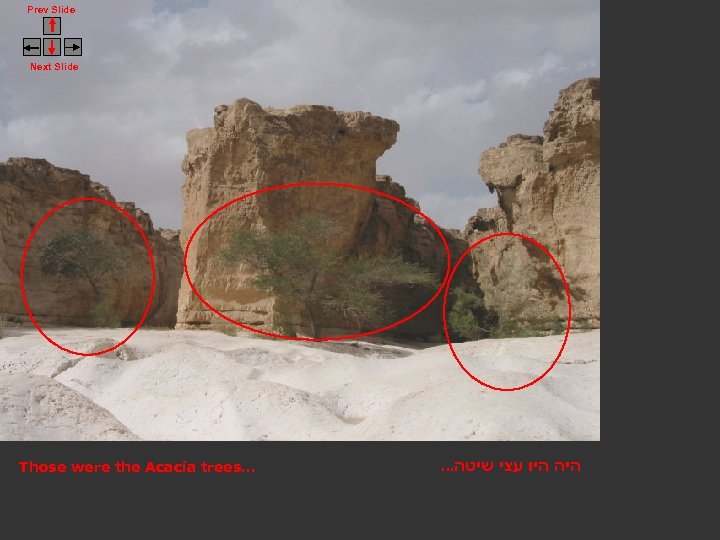 Prev Slide Next Slide Those were the Acacia trees… . . . היה היו