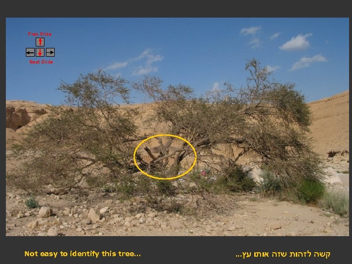 Prev Slide Next Slide Not easy to identify this tree… . . . קשה