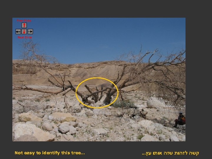 Prev Slide Next Slide Not easy to identify this tree… . . . קשה
