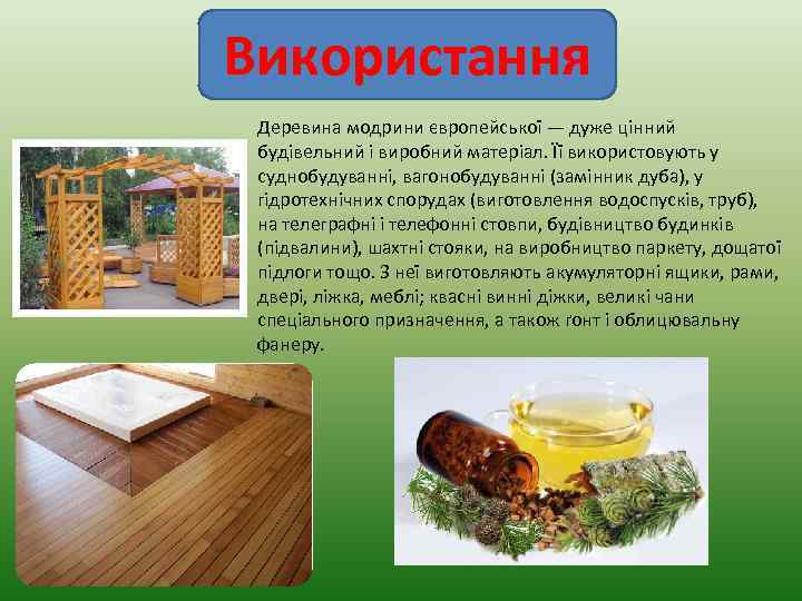 Використання Деревина модрини європейської — дуже цінний будівельний і виробний матеріал. Її використовують у