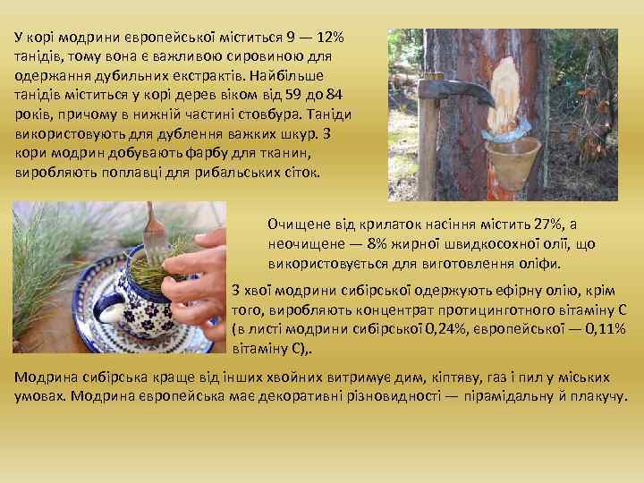 У корі модрини європейської міститься 9 — 12% танідів, тому вона є важливою сировиною