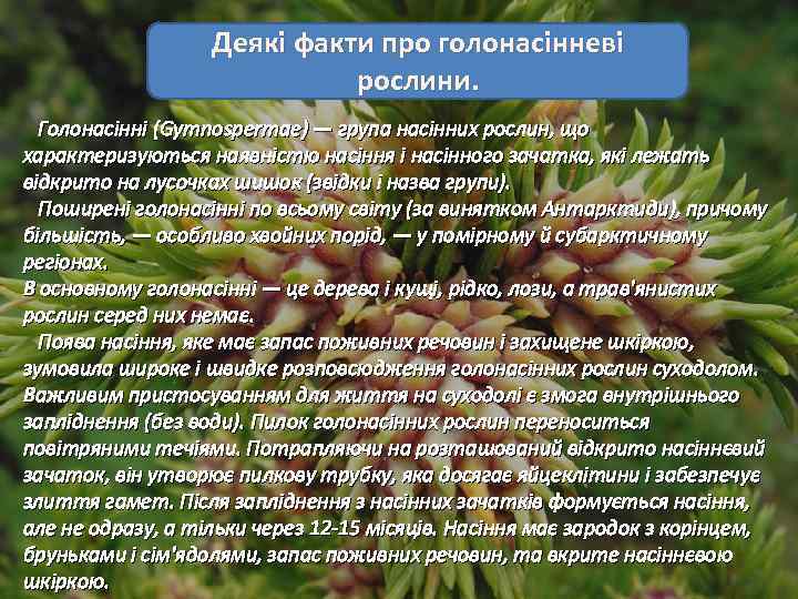 Деякі факти про голонасінневі рослини. Голонасінні (Gymnospermae) — група насінних рослин, що характеризуються наявністю