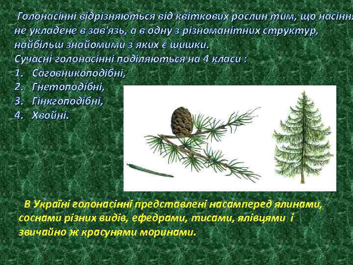 Голонасінні відрізняються від квіткових рослин тим, що насіння не укладене в зав'язь, а в
