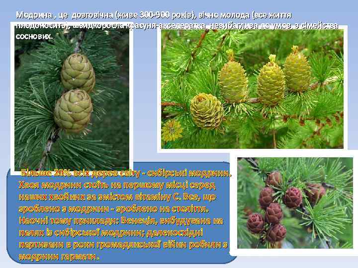 Модрина , це довговічна (живе 300 -900 років), вічно молода (все життя плодоносить), швидкоросла