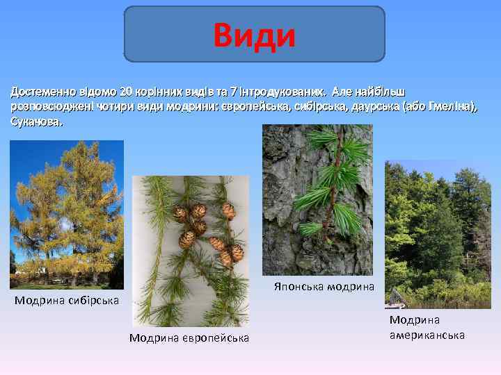 Види Достеменно відомо 20 корінних видів та 7 інтродукованих. Але найбільш розповсюджені чотири види