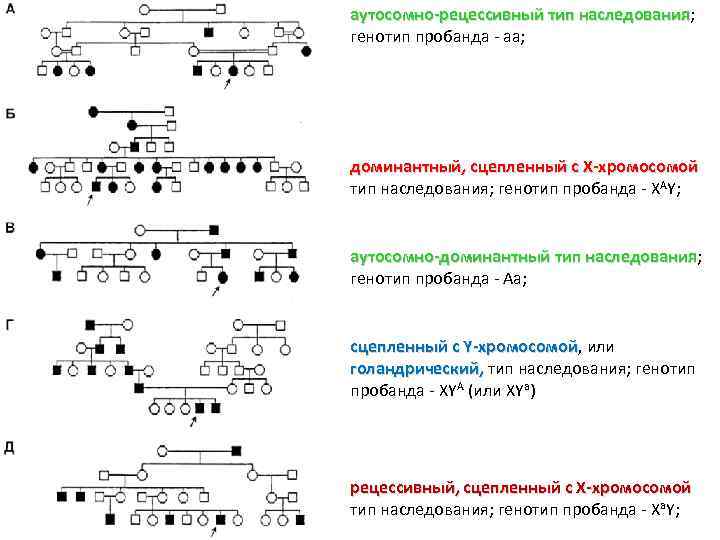 аутосомно-рецессивный тип наследования; наследования генотип пробанда - аа; доминантный, сцепленный с Х-хромосомой тип наследования;