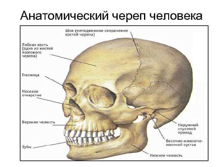 Анатомический череп человека 