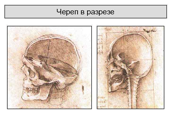 Череп в разрезе 