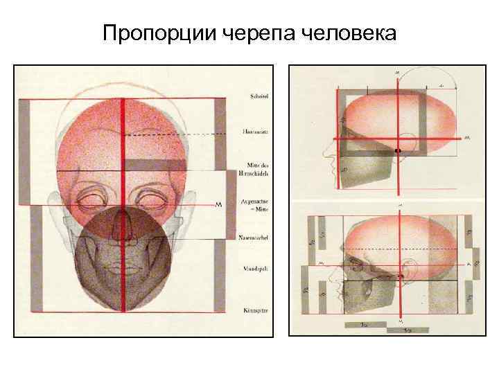 Пропорции черепа человека 