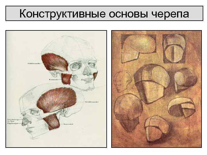 Конструктивные основы черепа 