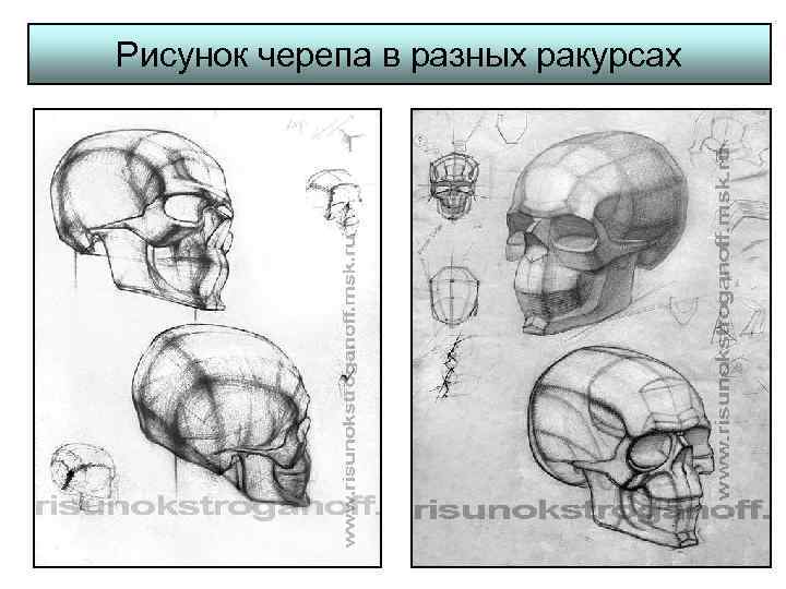 Рисунок черепа в разных ракурсах 