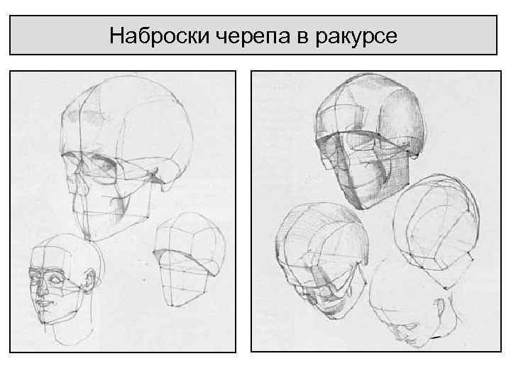 Наброски черепа в ракурсе 