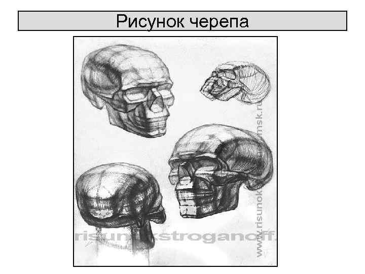 Рисунок черепа 