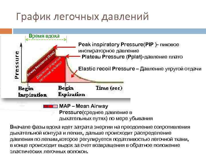 График легочных давлений Время вдоха ия ыт л кр о от ьве ие ал