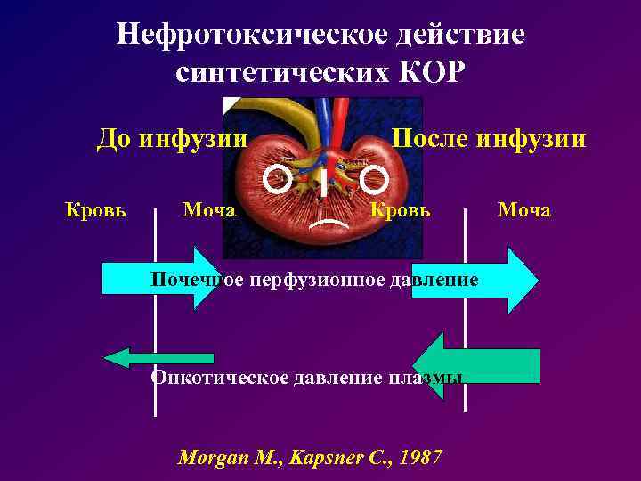 Нефротоксическое действие синтетических КОР Кровь Моча После инфузии ) До инфузии Кровь Почечное перфузионное