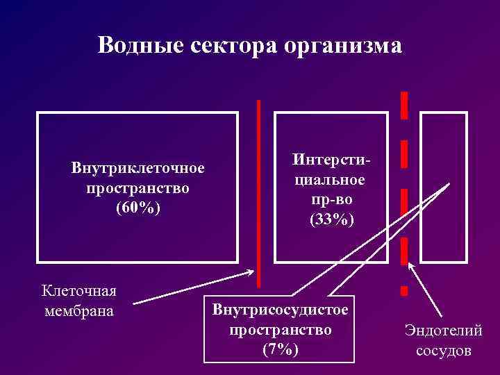 Водные сектора организма Внутриклеточное пространство (60%) Клеточная мембрана Интерстициальное пр-во (33%) Внутрисосудистое пространство (7%)