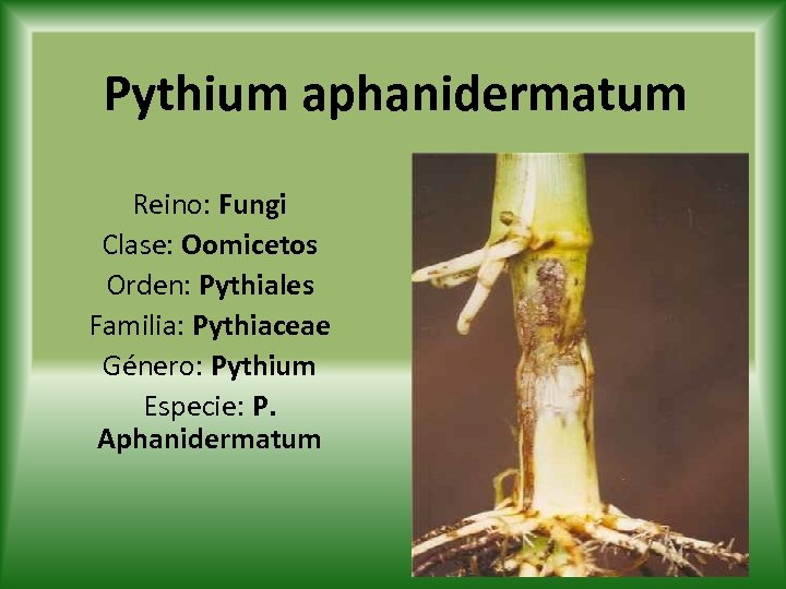 Pythium aphanidermatum Reino: Fungi Clase: Oomicetos Orden: Pythiales Familia: Pythiaceae Género: Pythium Especie: P.