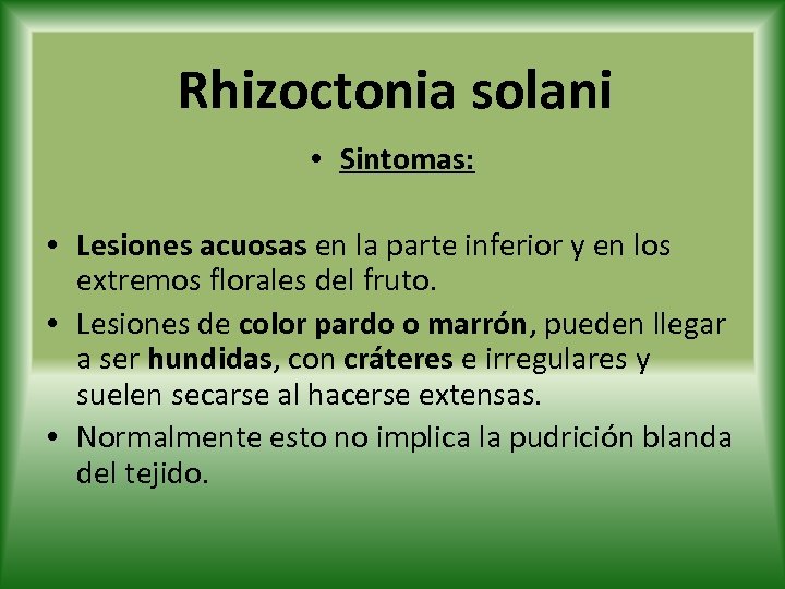 Rhizoctonia solani • Sintomas: • Lesiones acuosas en la parte inferior y en los